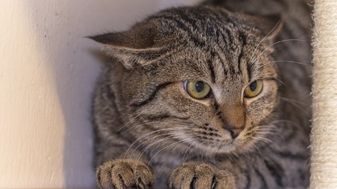 Brownie Katze klein