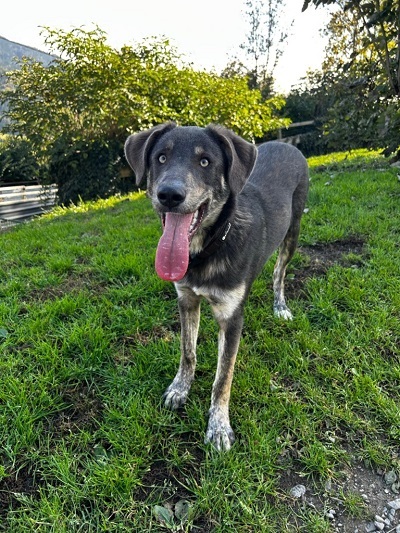 Hund otto 1