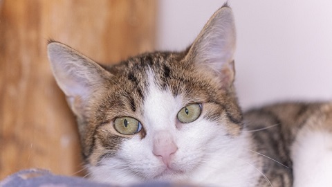 Muffin Katze klein
