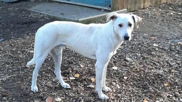 Terence sucht ein Zuhause RADIO SCHLAGERPARADIES