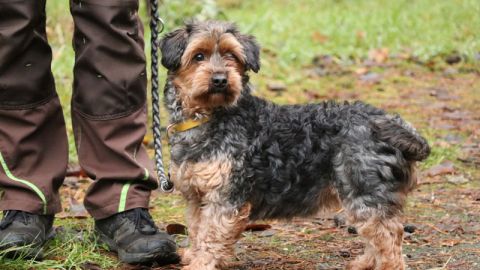 Henriette sucht ein Zuhause