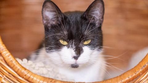 Friday sucht ein Zuhause