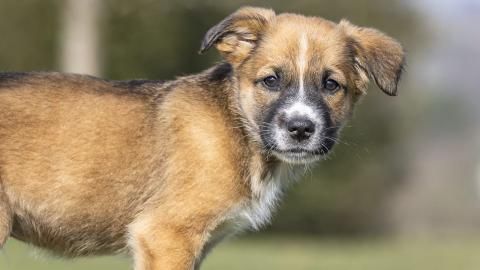 Nero sucht ein Zuhause