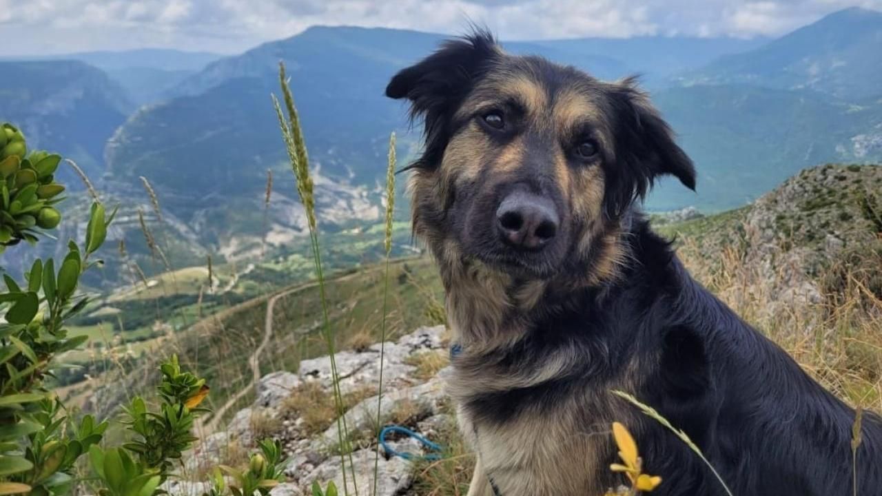 Hund Kean