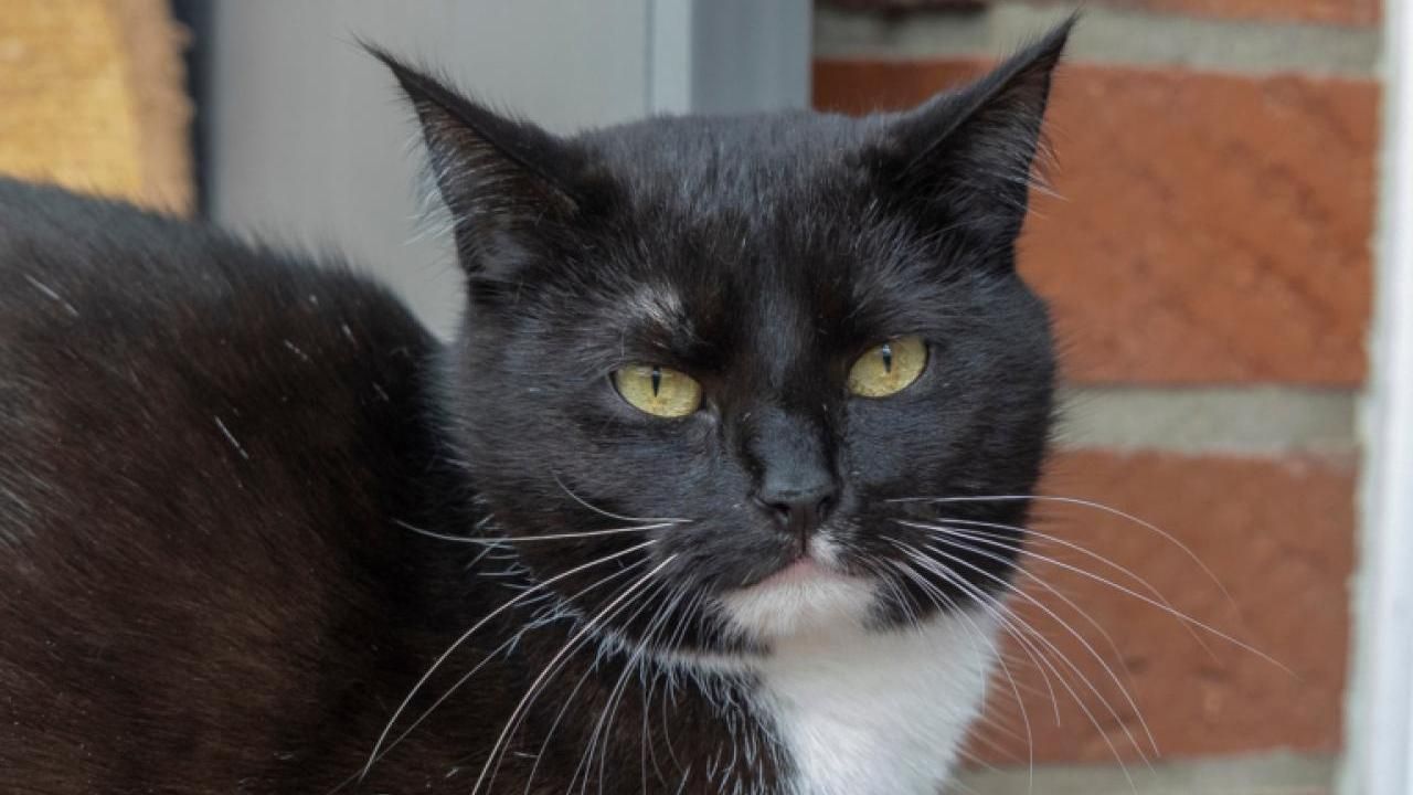 Katze Luna
