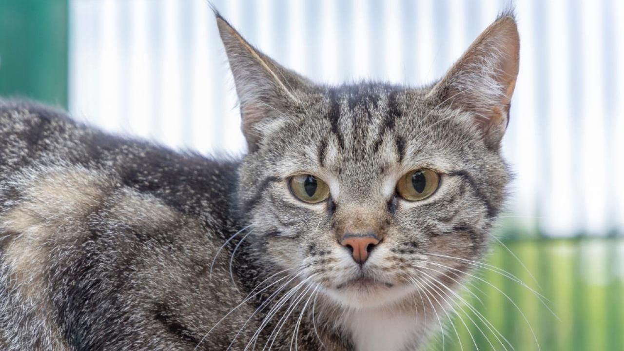 Katze Larry