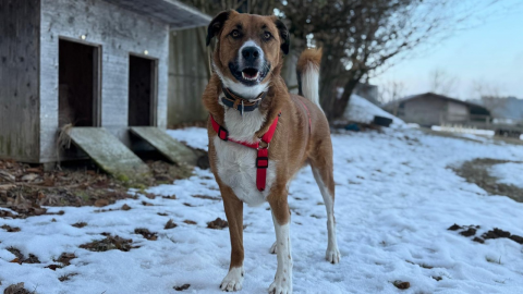 Buddy sucht ein Zuhause