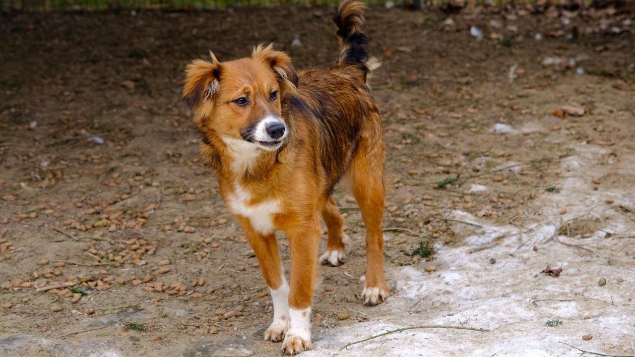 Ruby sucht ein Zuhause