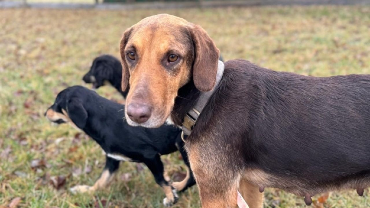 Penni sucht ein Zuhause