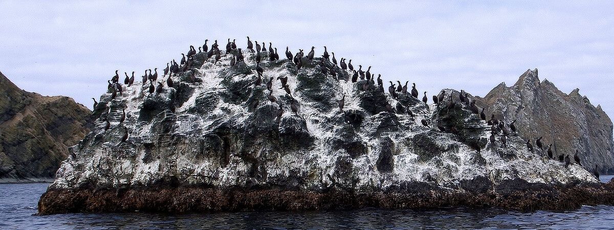 Trottellummen auf Helgoland