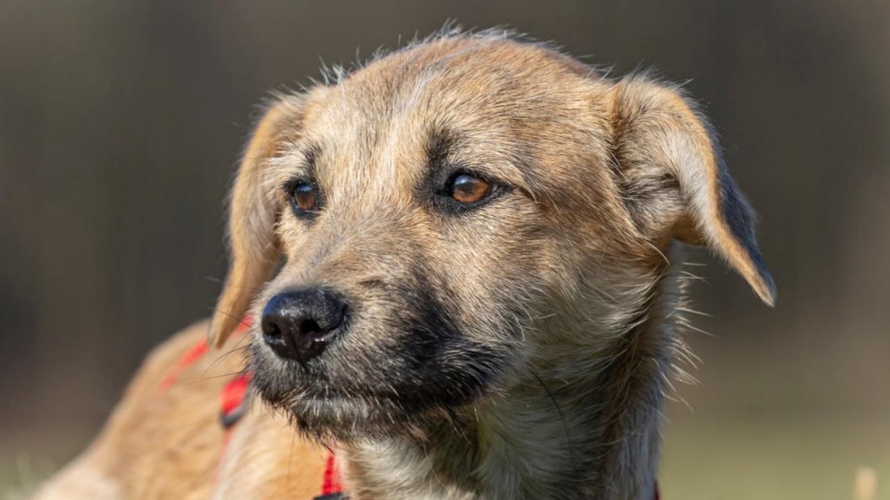 Hund Davida