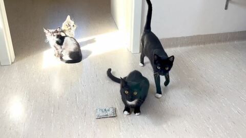 5 süße Kätzchen suchen ein Zuhause