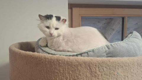 Lilly sucht ein Zuhause