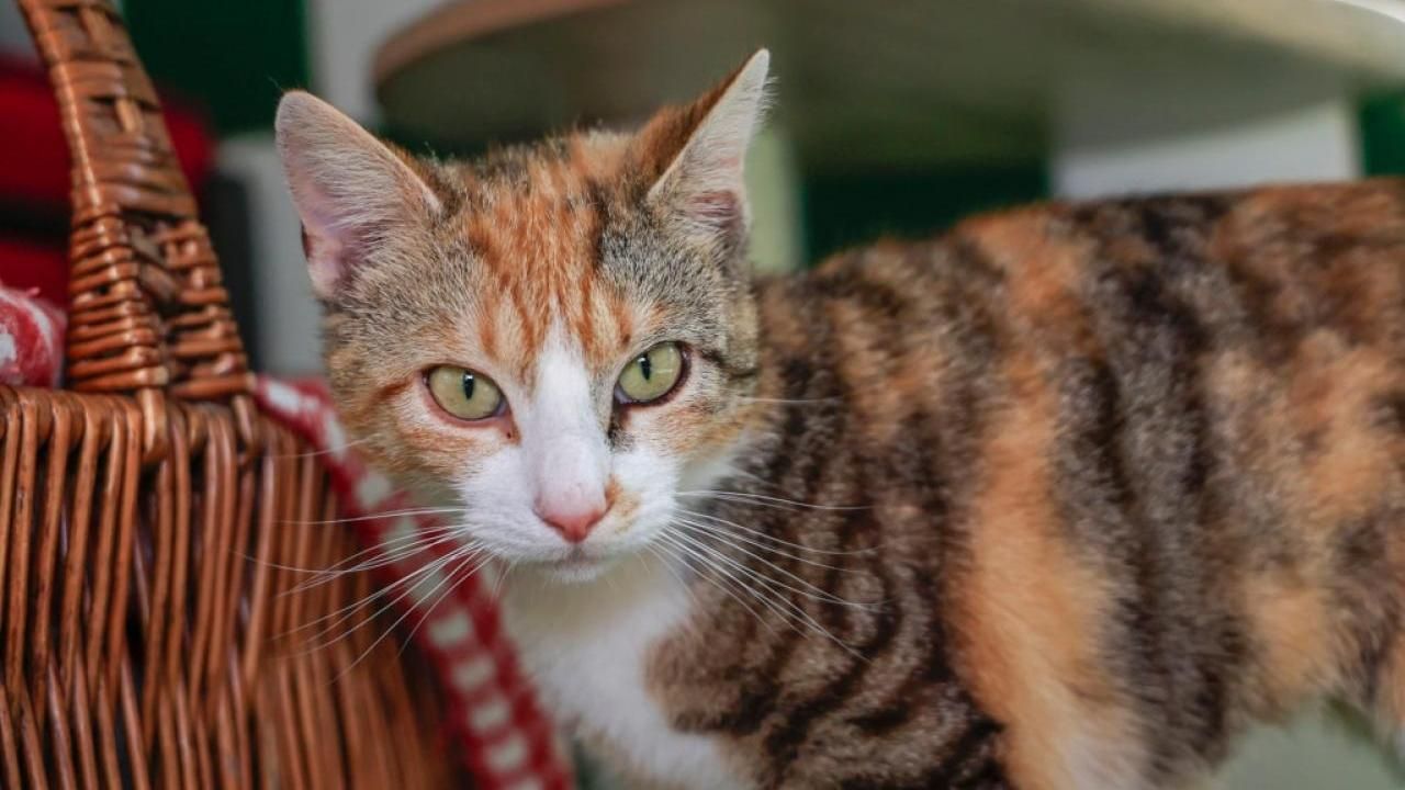 Katze Barbara