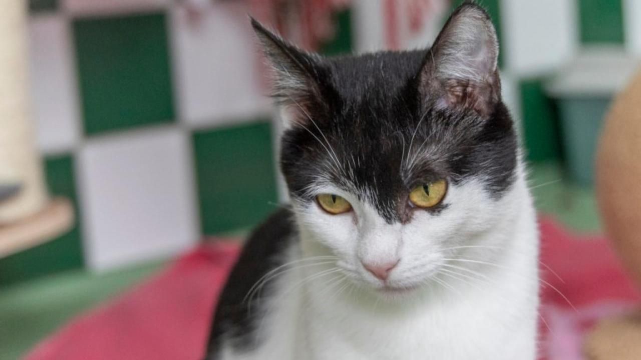 Katze Prinzessin