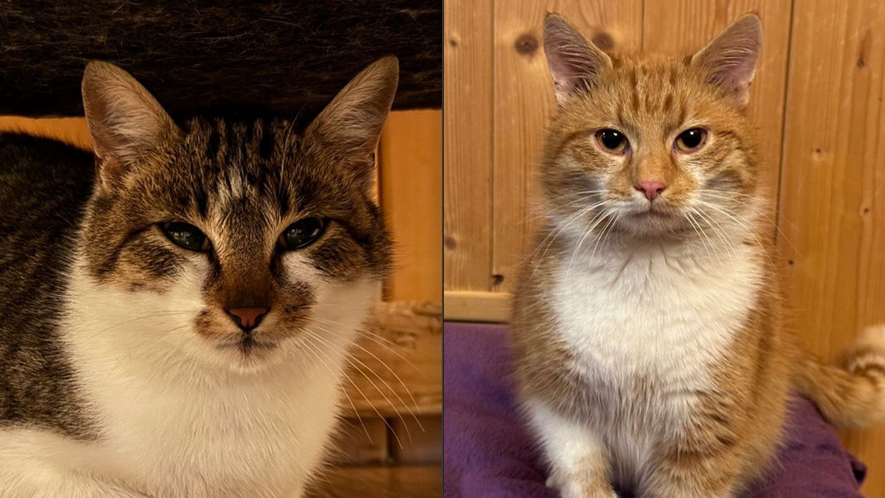 Murphy und Fergie suchen ein Zuhause