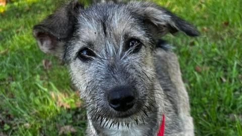 Uma sucht ein Zuhause