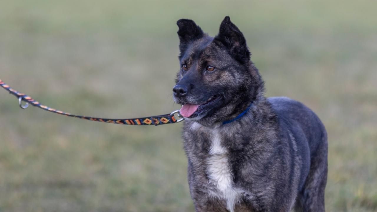 Hund Meison