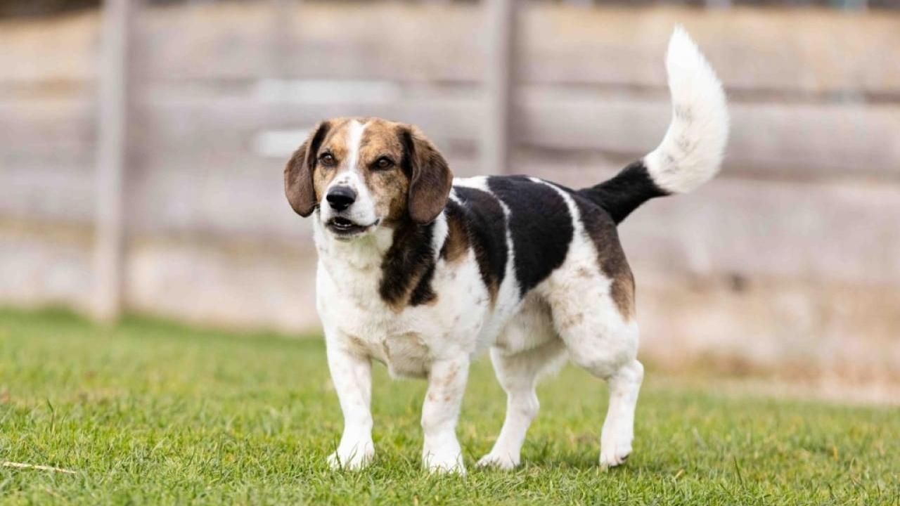 Hund Ignaz