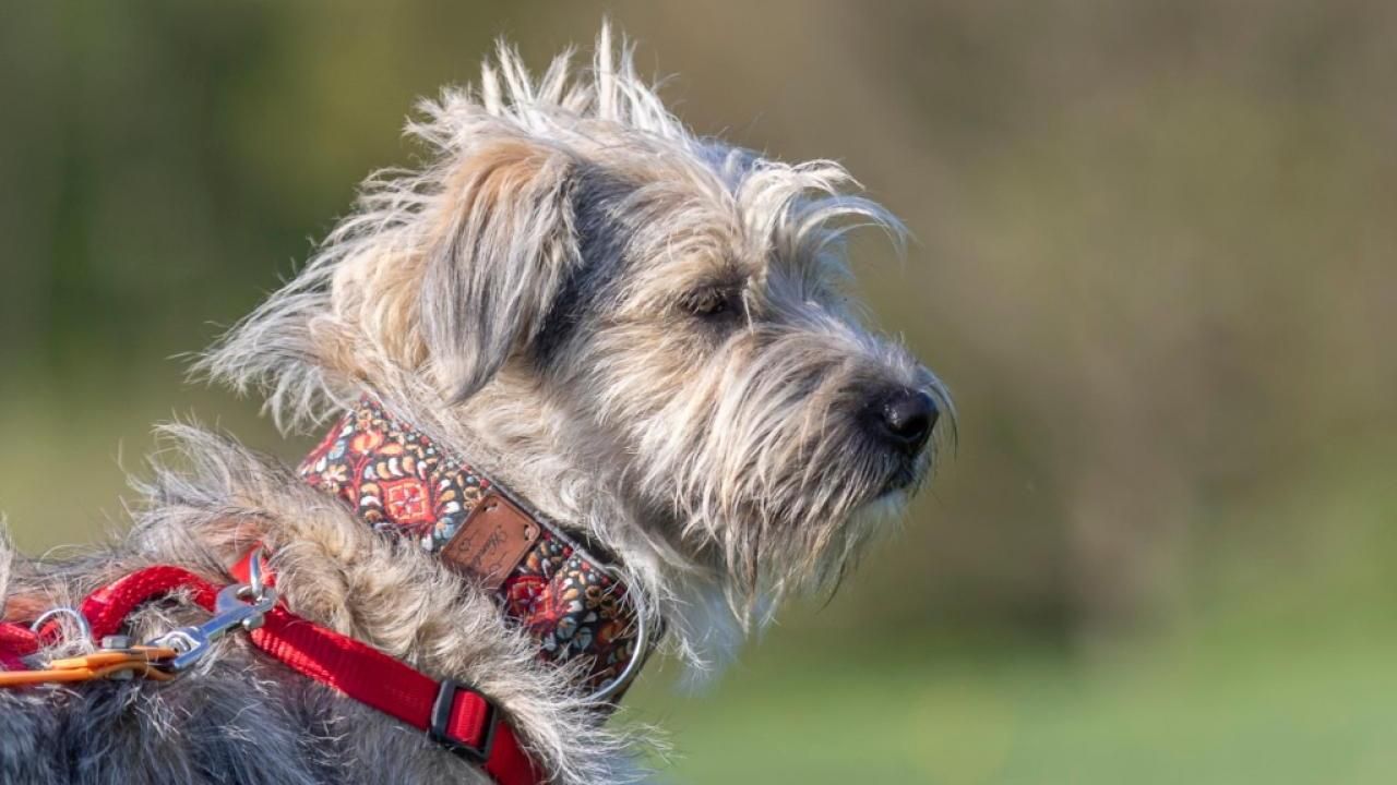 Hund Terence
