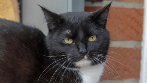 Luna sucht ein Zuhause