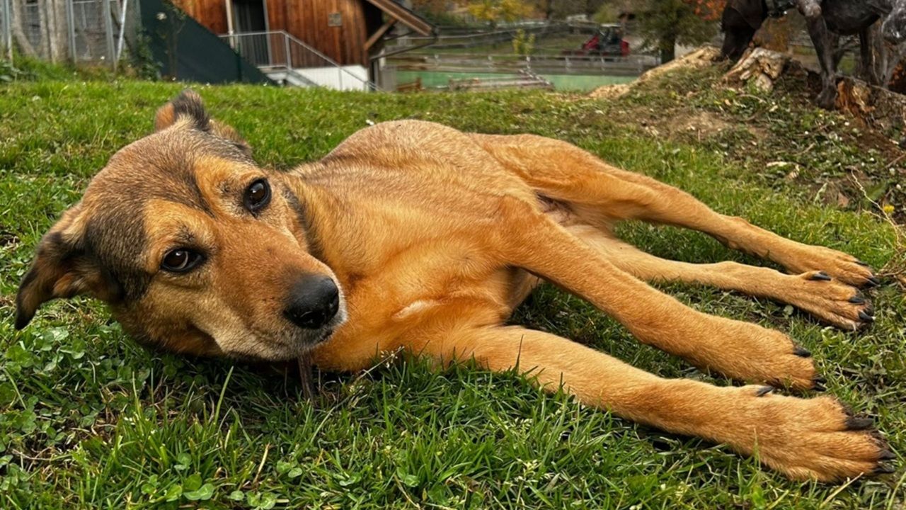 Mischlingshündin Mira