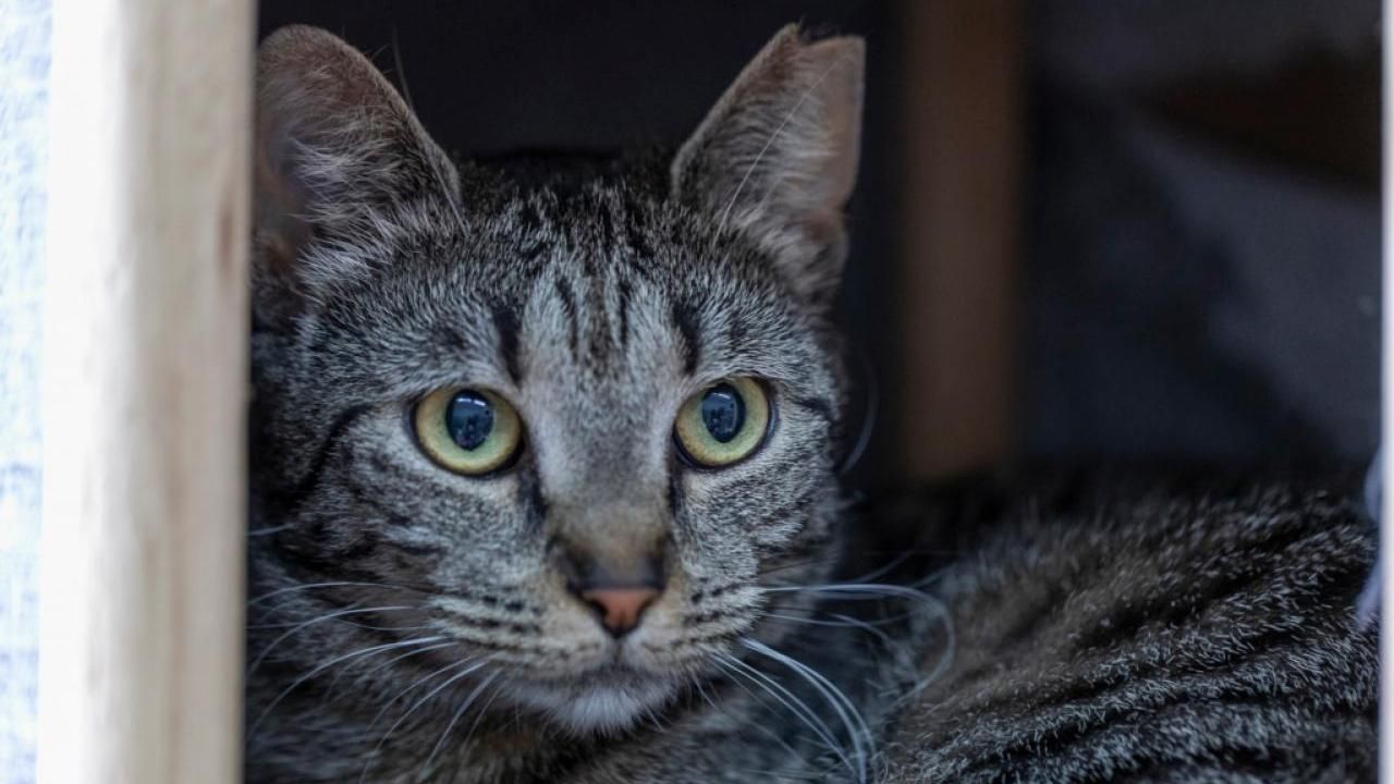 Katze Nu