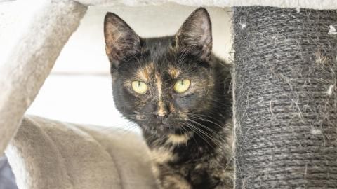 Kedi sucht ein Zuhause