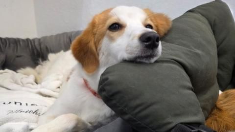Elly sucht ein Zuhause