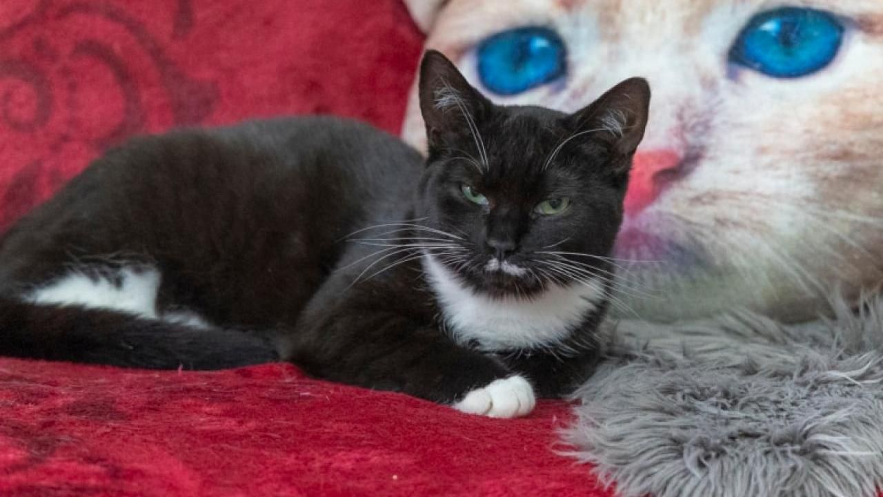 Katze Klara