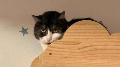 Terentino sucht ein Zuhause