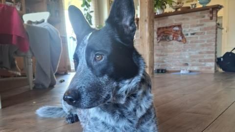 Theo sucht ein Zuhause
