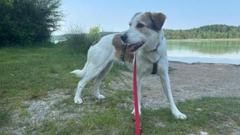 Lilly sucht ein Zuhause