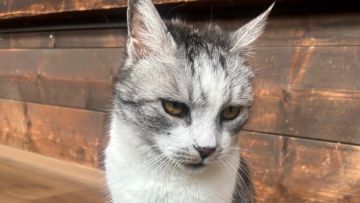 Petzi sucht ein Zuhause